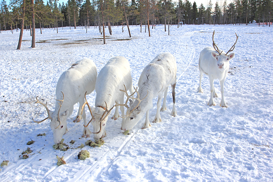 Reindeers