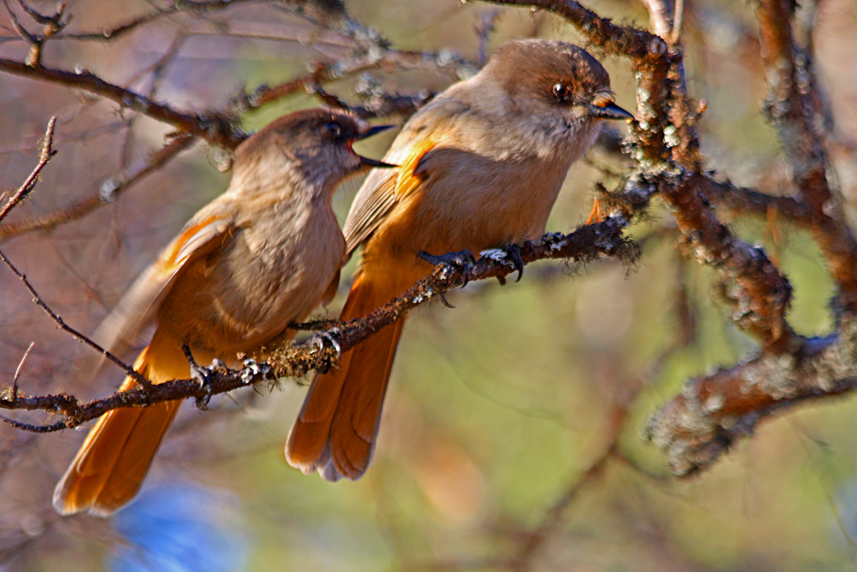 Siberian jays