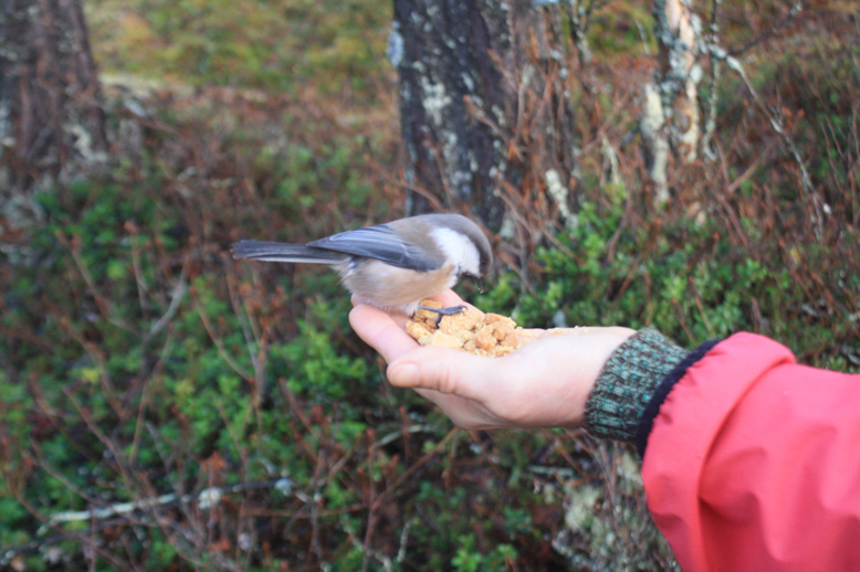 Siberian tit