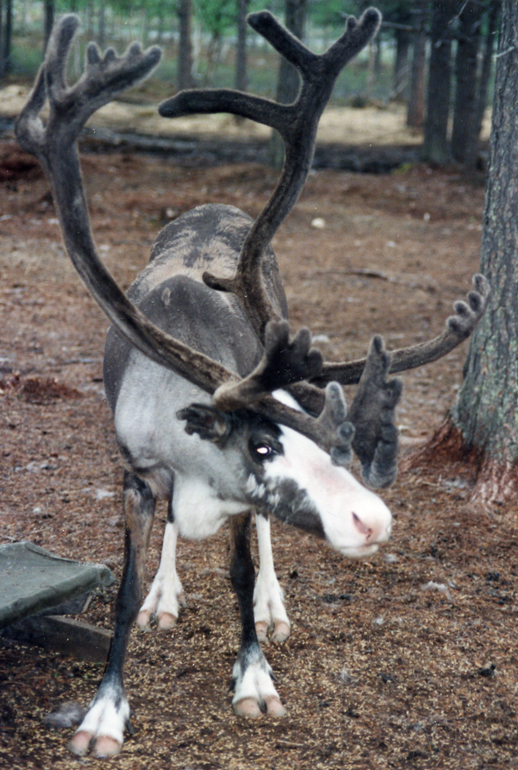 Reindeer