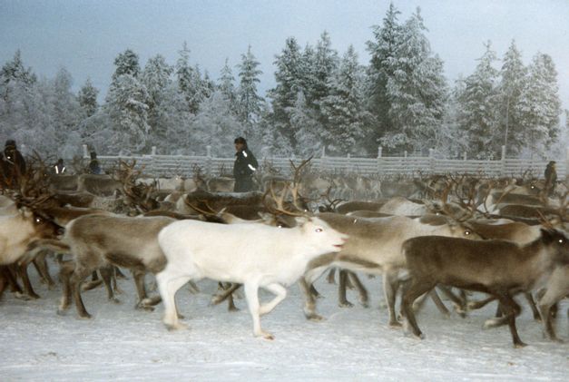 Reindeer