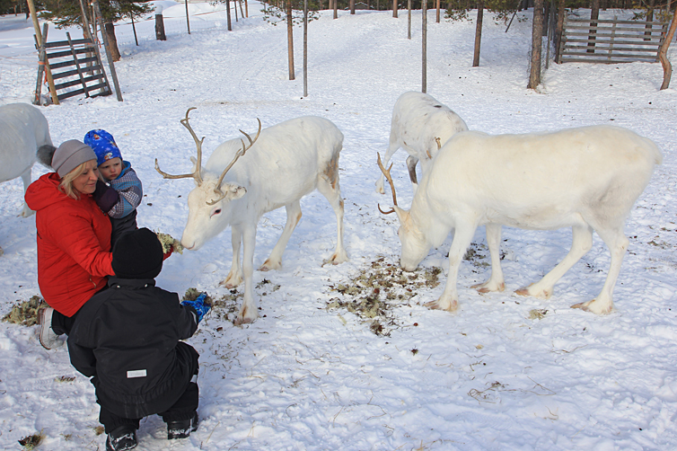 Reindeers