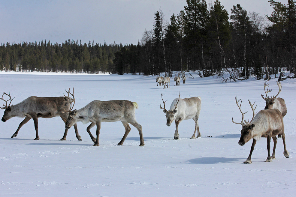 Reindeers