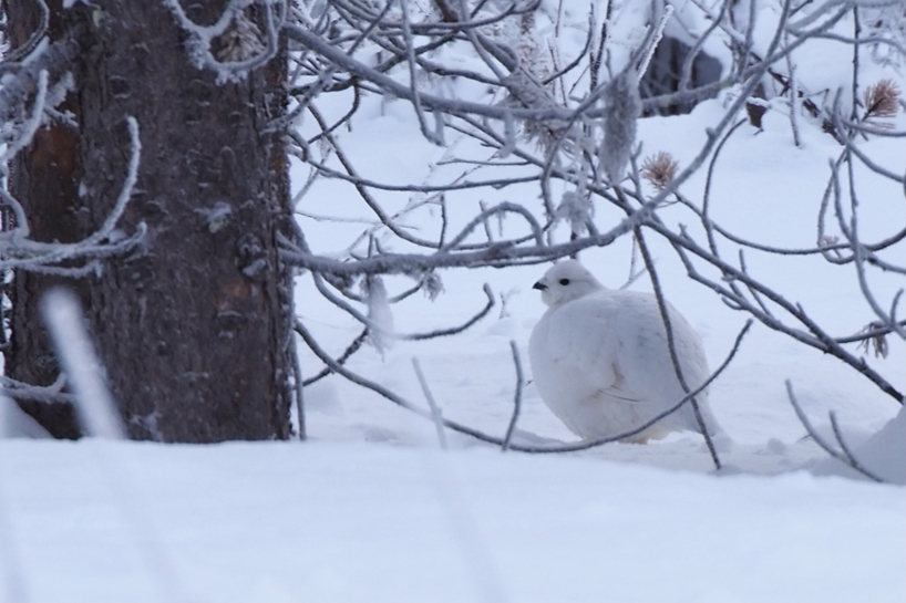 Willow grouse