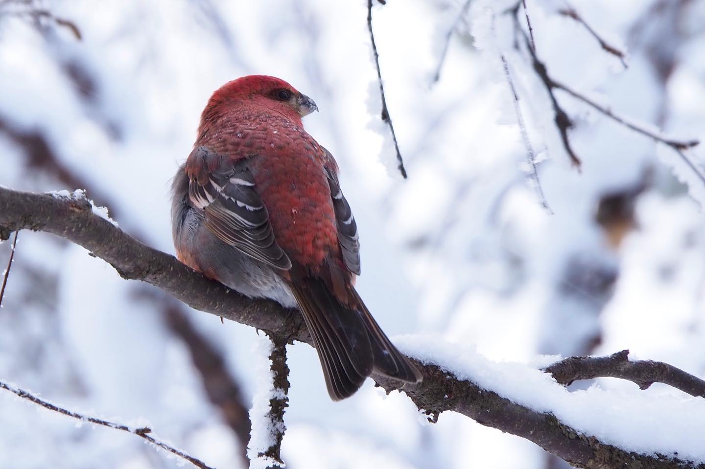 Pine grosbeak