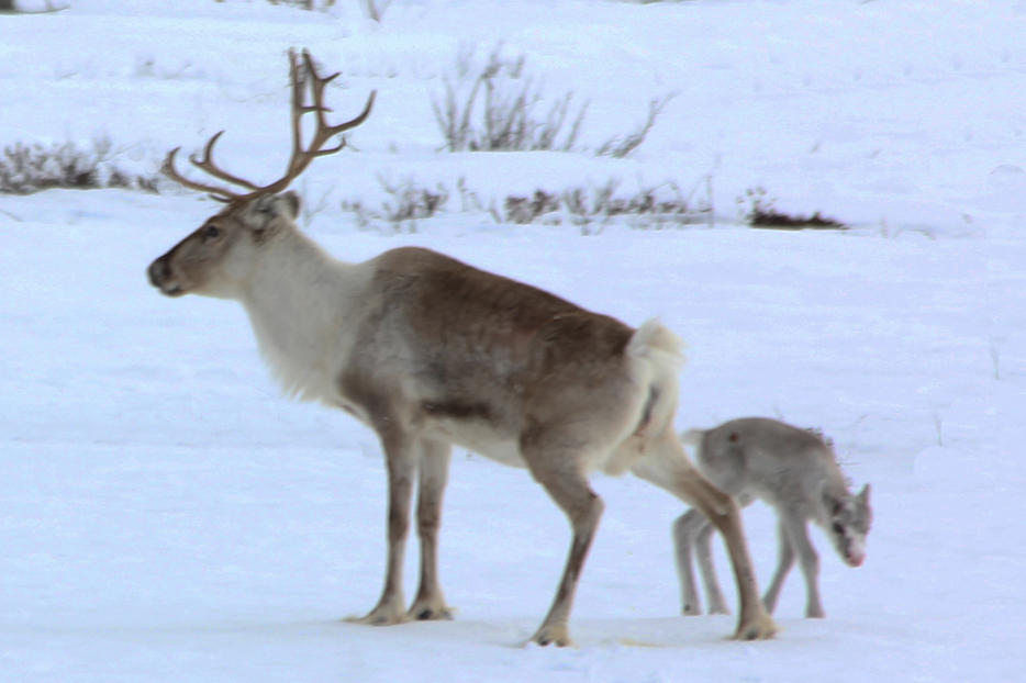 Reindeer